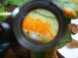 Allodus podophylli image