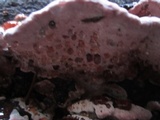 Rhodofomes cajanderi image