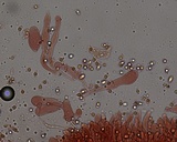Gymnopus subpruinosus image