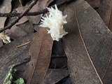 Clavulina coralloides image