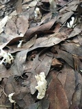 Clavulina coralloides image