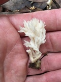 Clavulina coralloides image