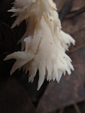 Clavulina coralloides image