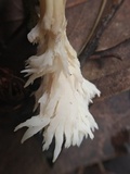 Clavulina coralloides image