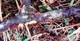 Exidia recisa image