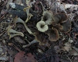 Craterellus caeruleofuscus image