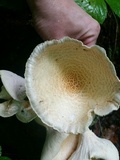 Neolentinus lepideus image