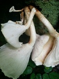 Neolentinus lepideus image