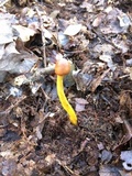 Tolypocladium capitatum image