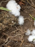 Chromelosporium fulvum image