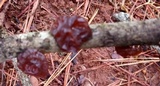 Exidia recisa image