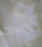 Phlebia incarnata image