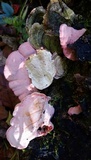 Phlebia incarnata image