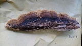 Neoantrodia serialiformis image