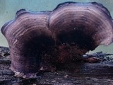 Nigroporus vinosus image