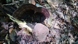 Nigroporus vinosus image