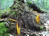 Clavulinopsis fusiformis image