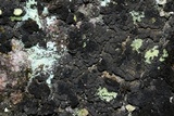 Leptogium teretiusculum image