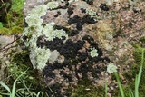 Leptogium teretiusculum image