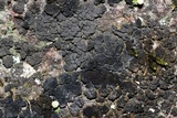 Leptogium teretiusculum image
