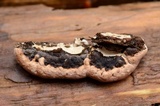 Fomitopsis ochracea image