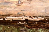 Fomitopsis ochracea image