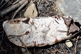 Tyromyces leucospongia image