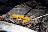 Guepiniopsis alpina image