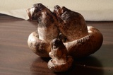 Neolentinus ponderosus image