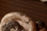 Neolentinus ponderosus image