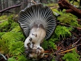 Hygrophorus marzuolus image