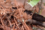 Gymnopus sequoiae image