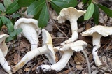 Leucopaxillus albissimus image