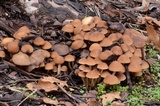 Psathyrella piluliformis image