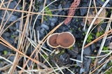 Coltricia confluens image