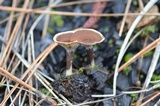 Coltricia confluens image