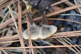 Coltricia confluens image