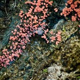 Arcyria denudata image