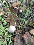 Coprinellus impatiens image