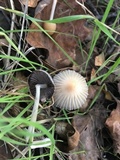 Coprinellus impatiens image