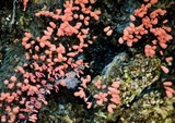 Arcyria denudata image