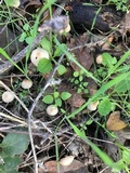 Coprinellus impatiens image