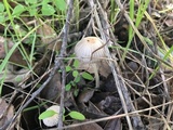 Coprinellus impatiens image