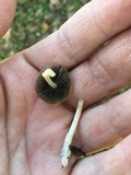 Coprinellus impatiens image
