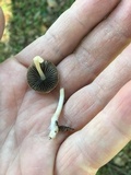Coprinellus impatiens image