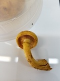 Gymnopilus luteus image