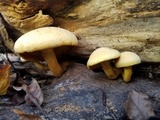 Gymnopilus luteus image