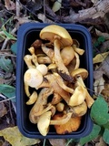 Gymnopilus luteus image