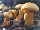 Gymnopilus luteus image