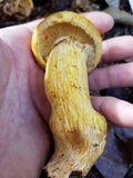 Gymnopilus luteus image